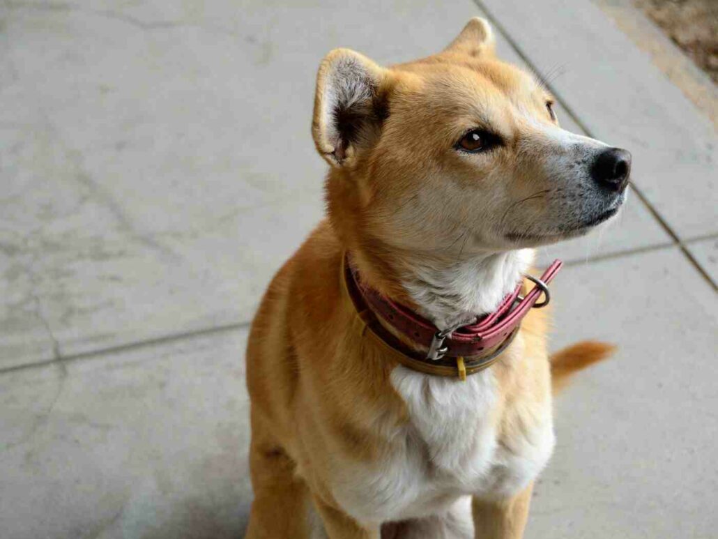 Estudio: los perros pueden diferenciar dos idiomas