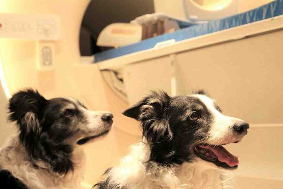 LA MILENARIA RELACIÓN ENTRE PERROS Y HUMANOS