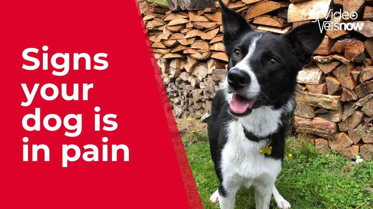 ¿Qué color ven los perros?