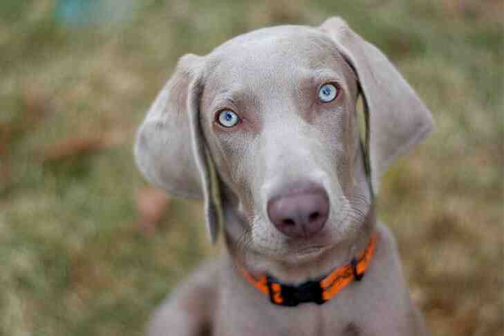 ¿Qué significa cuando un perro se te acerca?