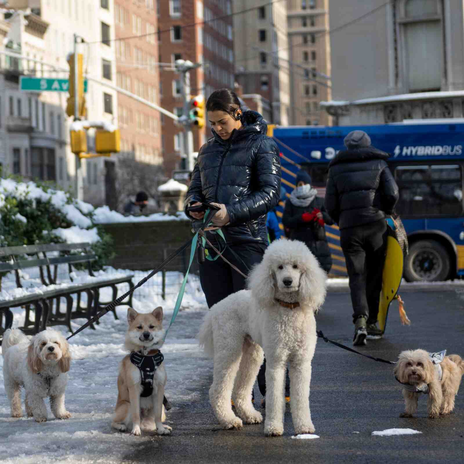 ¿Cómo decirle a un perro que se acueste en inglés?